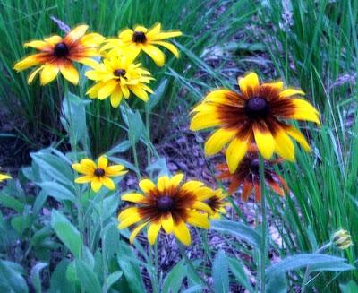 Smoky Mountains Spring Wildflower Viewing