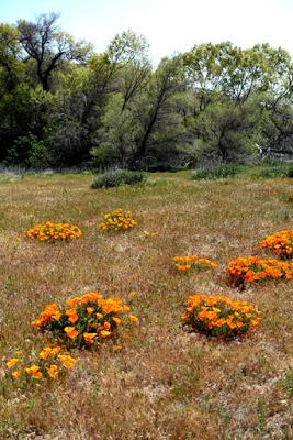 THE SUPERBLOOM CONTINUES: Spring Wildflowers in Gorman, CA