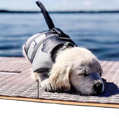Stand up Paddle Boarding with your Dog