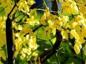 Amaltas Forgotten Tree﻿