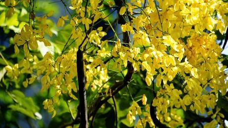 Amaltas – The Forgotten Tree﻿