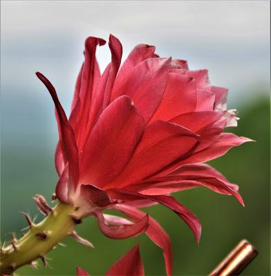 Orchid Cacti -- Epiphyllums