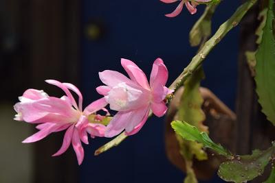 Orchid Cacti -- Epiphyllums
