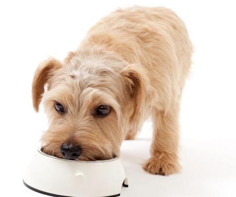 Why Feeding Your Dog a Healthy Diet Is Important