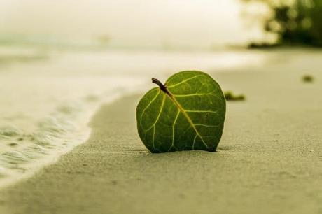 green-leaf-on-beach