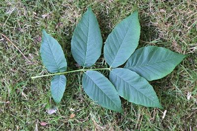 Tree-following Stand-in: Singleleaf Ash (or is it?)