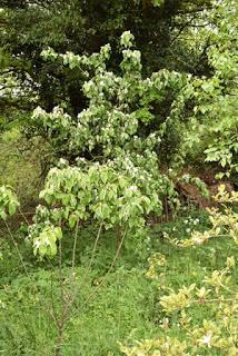 Tree following May 2019 - the two quinces blossom