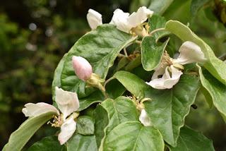 Tree following May 2019 - the two quinces blossom