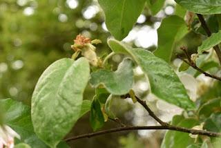 Tree following May 2019 - the two quinces blossom