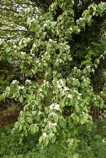 Tree following May 2019 - the two quinces blossom