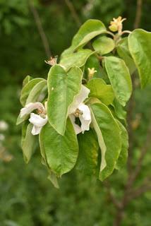 Tree following May 2019 - the two quinces blossom