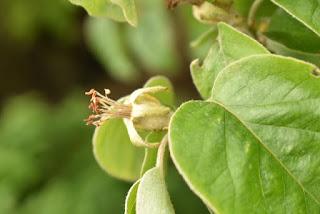 Tree following May 2019 - the two quinces blossom