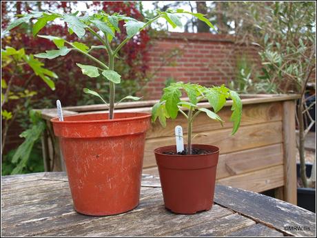 Potato progress and a sub-standard tomato