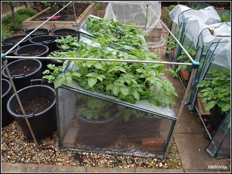 Potato progress and a sub-standard tomato