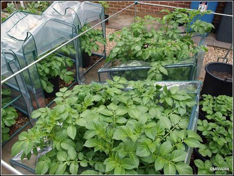 Potato progress and a sub-standard tomato