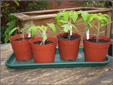 Potato progress and a sub-standard tomato