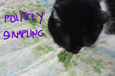 Yes, We're Still Here,--Thankyouverymuchforasking