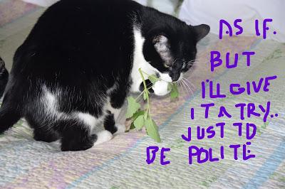 Yes, We're Still Here,--Thankyouverymuchforasking