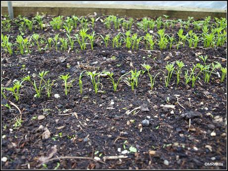 Thinning Carrots