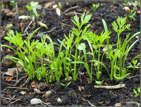 Thinning Carrots