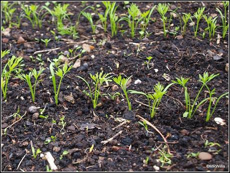 Thinning Carrots