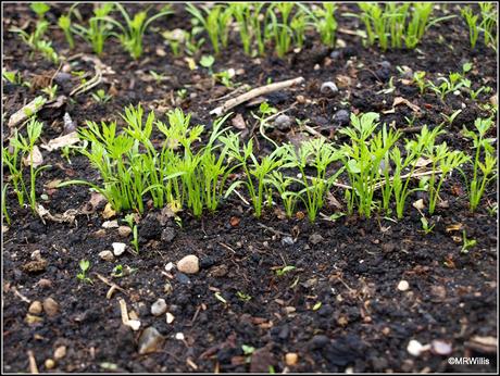 Thinning Carrots