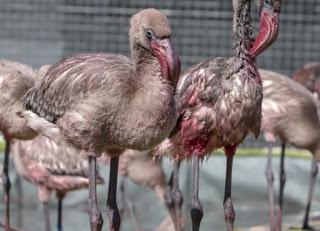 Dallas Zoo Helps Release Flamingo Chicks Back Into The Wild After Life-Saving Emergency Rescue In South Africa