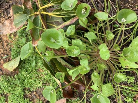 Miner's Lettuce 