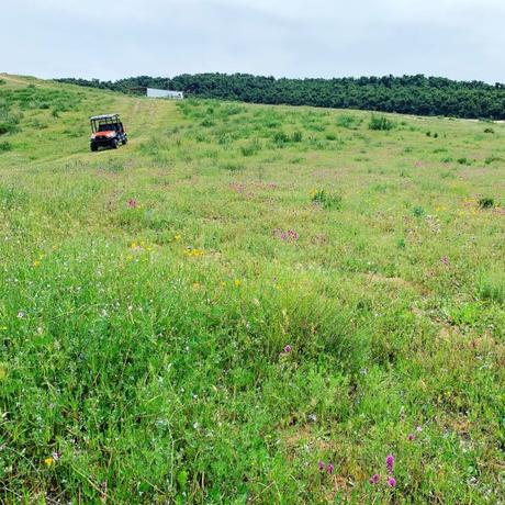 Fields of wildflowers 