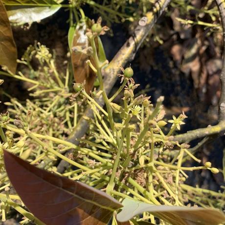 Avocado flowers and babies