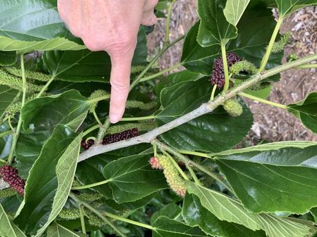 Mulberry Tree