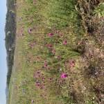 Avocado Growers Love Rain