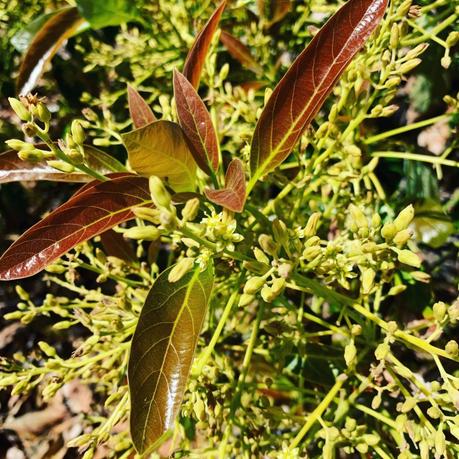 Avocado tree early bloom