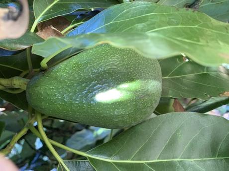 Ripe Hass avocado