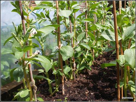 Planting Runner Beans