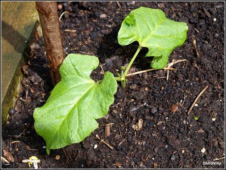 Planting Runner Beans