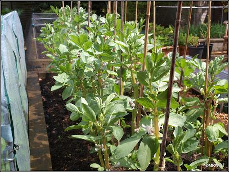 Planting Runner Beans