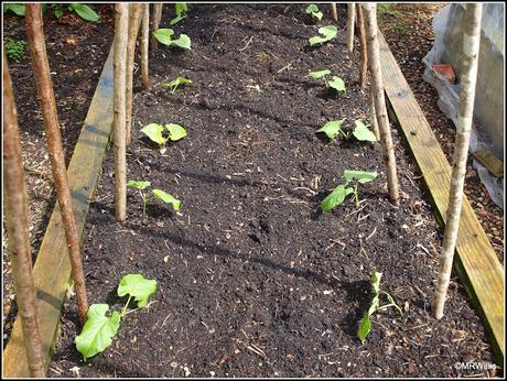 Planting Runner Beans