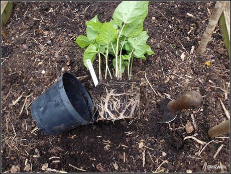 Planting Runner Beans