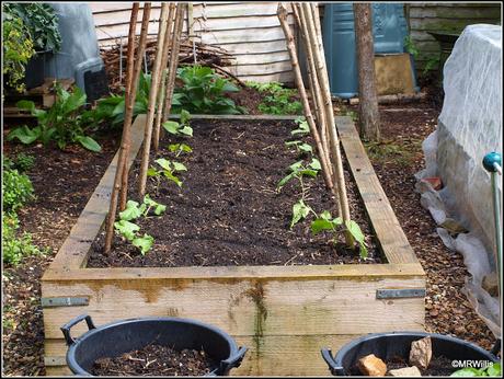 Planting Runner Beans