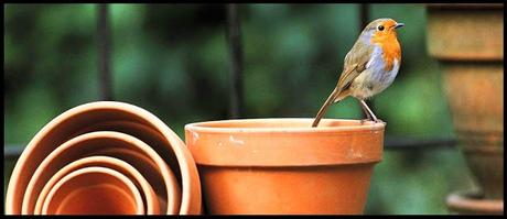 Down Among The Flowerpots