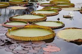 Water Lily Pie