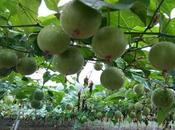 Amazing Health Benefits Monk Fruit