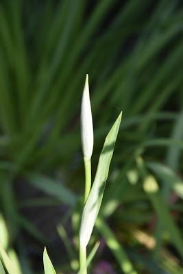 Morning Light in the Entryway
