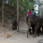 Patara Elephant Farm – The Abode of the Rescued Thai Elephants