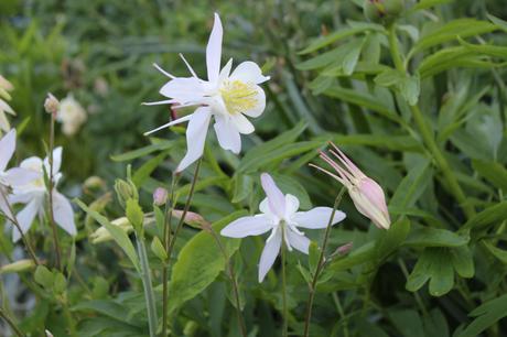 Garden Bloggers Bloom Day – May 2019