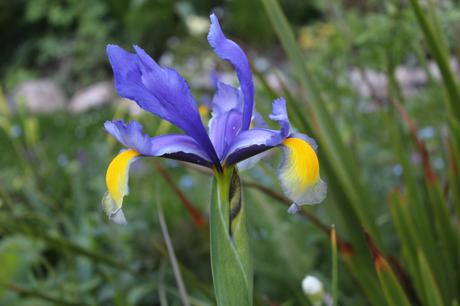 Garden Bloggers Bloom Day – May 2019