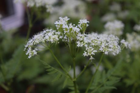 Garden Bloggers Bloom Day – May 2019