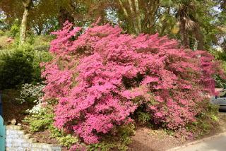 The Rhododendrons at Portmeirion