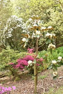 The Rhododendrons at Portmeirion